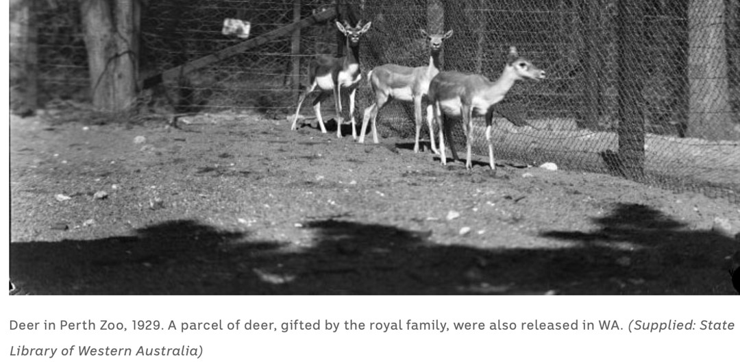 the-negative-effects-of-feral-deer-centenary-and-district-environment